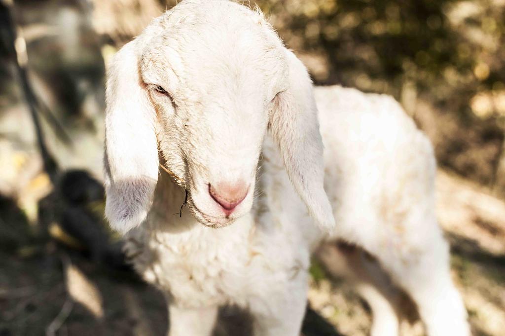 Azienda Agrituristica Alcastle Montabone المظهر الخارجي الصورة