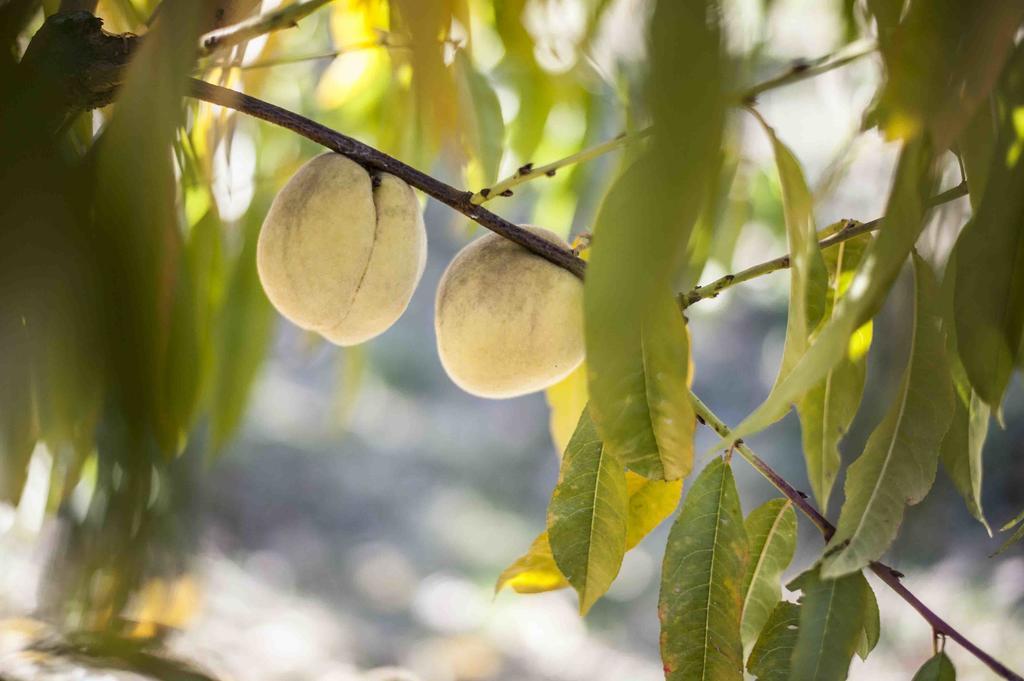 Azienda Agrituristica Alcastle Montabone المظهر الخارجي الصورة