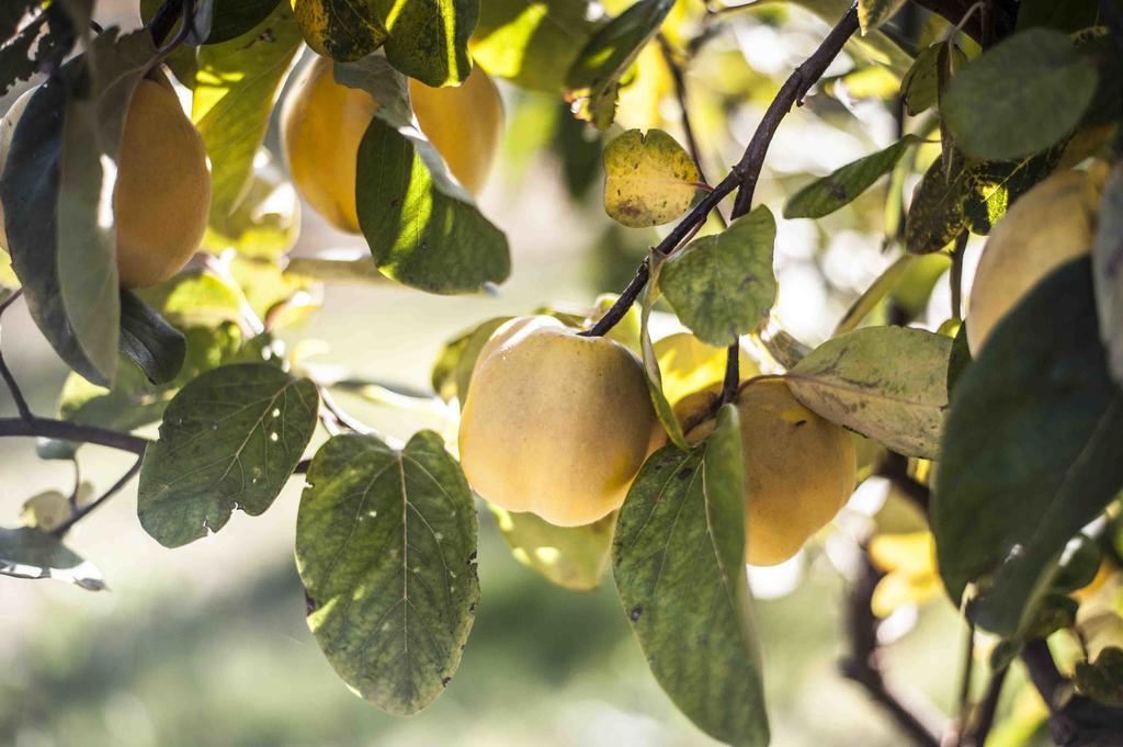 Azienda Agrituristica Alcastle Montabone المظهر الخارجي الصورة