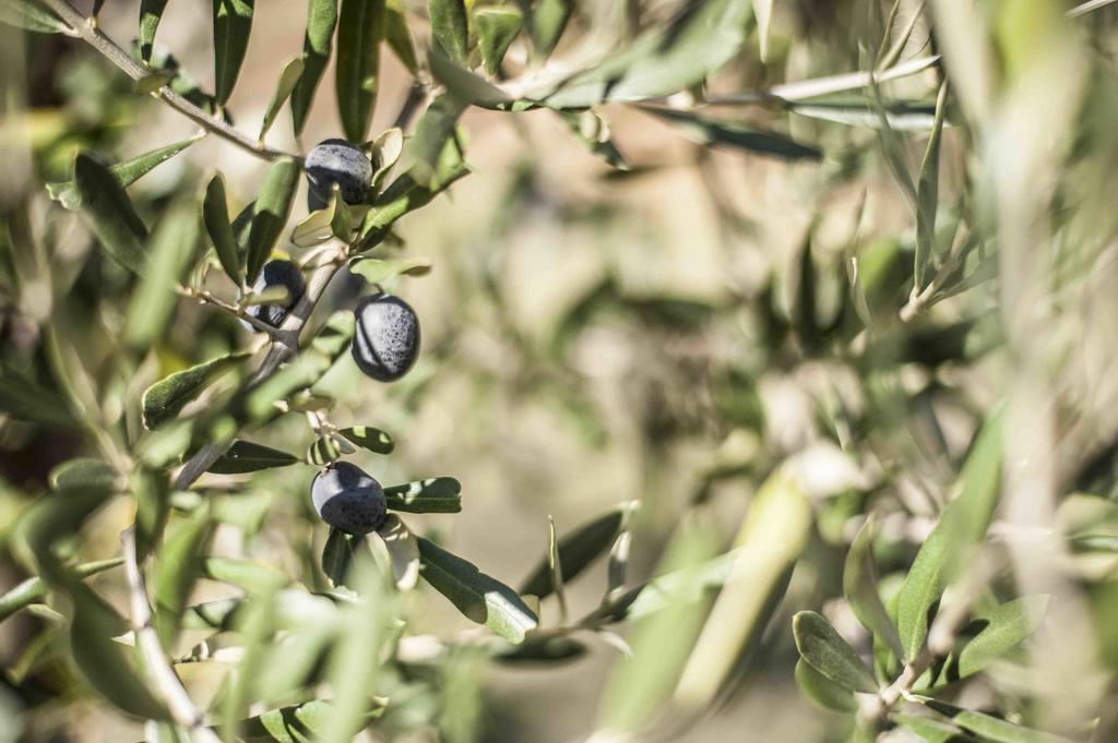 Azienda Agrituristica Alcastle Montabone المظهر الخارجي الصورة